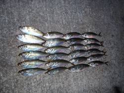 数釣りポイントへランガン！　淀川河口周辺ア…