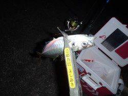 爆風の激渋アジングで何とか１匹。。。