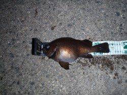 今シーズン初陸っぱりメバリングで23.5㎝のメバル♪