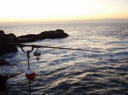 樫野　大ガツオにてフカセ釣り　グレにヒラスズキ