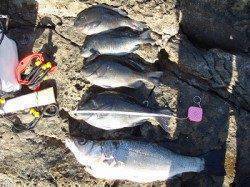 樫野　大ガツオにてフカセ釣り　グレにヒラスズキ