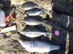 樫野　大ガツオにてフカセ釣り　グレにヒラス…