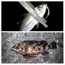 アジングでアジ・サバ・ガシラ　潮がユルく活…