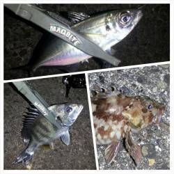 アジングでアジ・サバ・ガシラ・キビレ