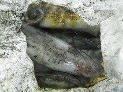 椿の地磯にてヤエン釣り、アオリイカ6杯・2230ｇ