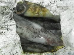 椿の地磯にてヤエン釣り、アオリイカ6杯・2…