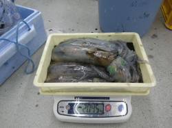 すさみ町口和深の地磯　ウキ釣りでアオリイカ…