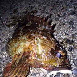 泉佐野　ライトゲームでガシラ30尾オーバー　イワシの群れも