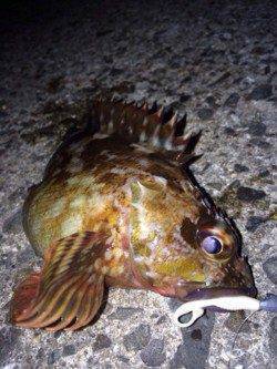 泉佐野　ライトゲームでガシラ30尾オーバー　イワシの群れも