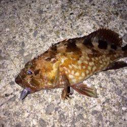 りんくう、ガシラの活性が異常に高いです！