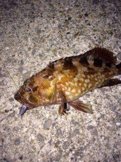 りんくう、ガシラの活性が異常に高いです！