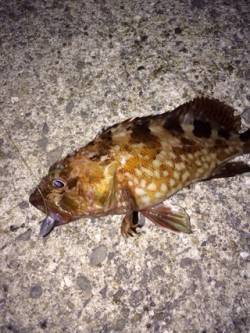 りんくう、ガシラの活性が異常に高いです！