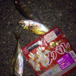 食コンでライトゲーム　ボトムでアジ&ガシラ