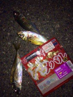 食コンでライトゲーム　ボトムでアジ&ガシラ