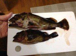 佐野漁港　風がキツい中でのライトゲーグ　ナイスサイズのガシラも