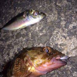 泉佐野でライトゲーム　アジはバラシ多数