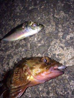 泉佐野でライトゲーム　アジはバラシ多数