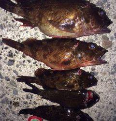 泉佐野にてライトゲーム、良型ガシラ&メバル