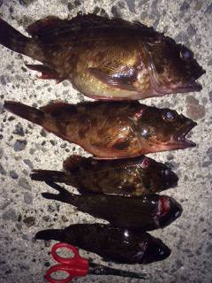 泉佐野にてライトゲーム、良型ガシラ&…