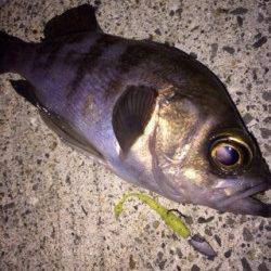 泉佐野　ライトゲームでメバル＆ガシラ狙い　スリーパーも活躍