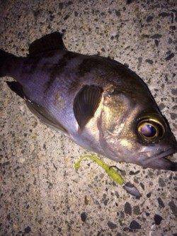 泉佐野　ライトゲームでメバル＆ガシラ狙い　スリーパーも活躍