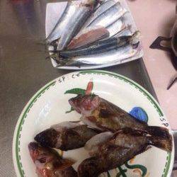 泉佐野　ライトゲームでガシラ30尾オーバー　イワシの群れも