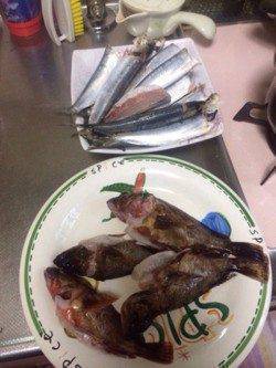 泉佐野　ライトゲームでガシラ30尾オーバー　イワシの群れも