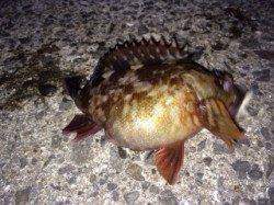 りんくう、ガシラの活性が異常に高いです！