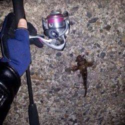 食コンでライトゲーム　ボトムでアジ&ガシラ