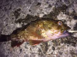 佐野漁港　風がキツい中でのライトゲーグ　ナ…