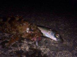 泉佐野でライトゲーム　アジはバラシ多数