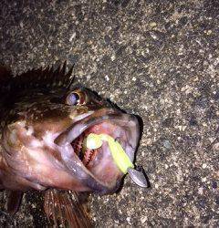 泉佐野にてライトゲーム、良型ガシラ&メバル