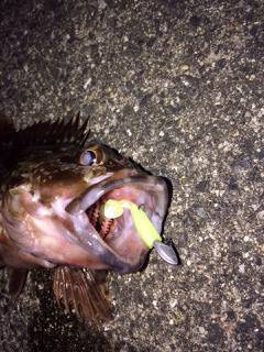 泉佐野にてライトゲーム、良型ガシラ&メバル