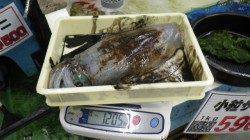 ヤエンのアオリイカ大漁！ 二人で17ハイ11.5kg