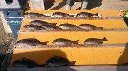 本日グレ好調です！萩尾の磯でのフカセ釣果