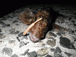 中川、揖保川　ライトゲームでメバル＆ガシラ狙い　ガシラは産卵前の荒喰い!?