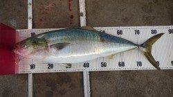 田辺芳養堤防　カマスのノマセでブリがヒット