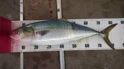 田辺芳養堤防　カマスのノマセでブリがヒット…