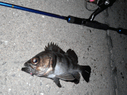 飾磨～広畑　満潮前の夕方からのメバリング釣行