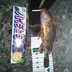 淡輪漁港で仕事帰りメバリング　一時間で4匹