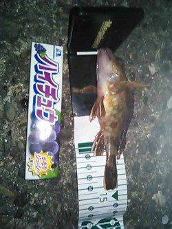 淡輪漁港で仕事帰りメバリング　一時間で4匹