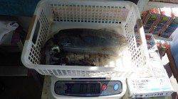 みなべ堺グラウンド横　　エギングでアオリイカ710g