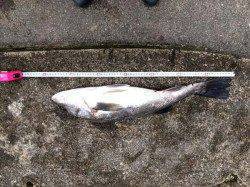 柴山港　波が高い中でもカゴ釣りで70cmのスズキ