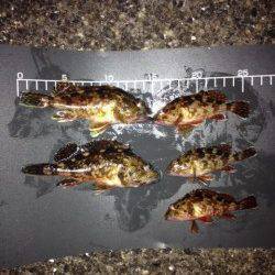 新浜漁港のメバリングでガシラ