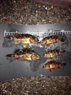 新浜漁港のメバリングでガシラ