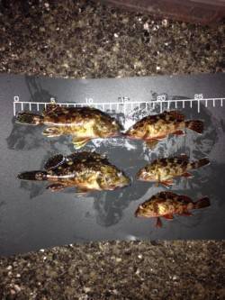 新浜漁港のメバリングでガシラ