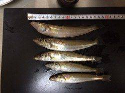 人工島水路でちょい投げでキスの釣果