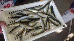 新芳養漁港　サビキのアジ釣り好調☆