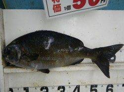 イスズミ60cm　見草の地磯でのフカセ釣り