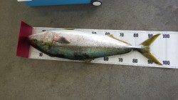 芳養堤防　のませでブリ100cm　エサはカマス